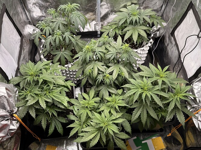 Growreport Bild 7
