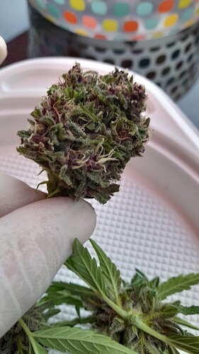 Growreport Bild 15