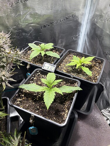 Growreport Bild 6
