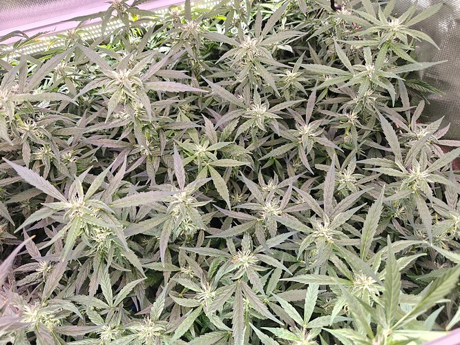 Growreport Bild 3