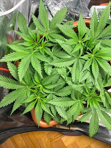 Growreport Bild 6