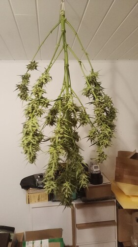 Growreport Bild 4