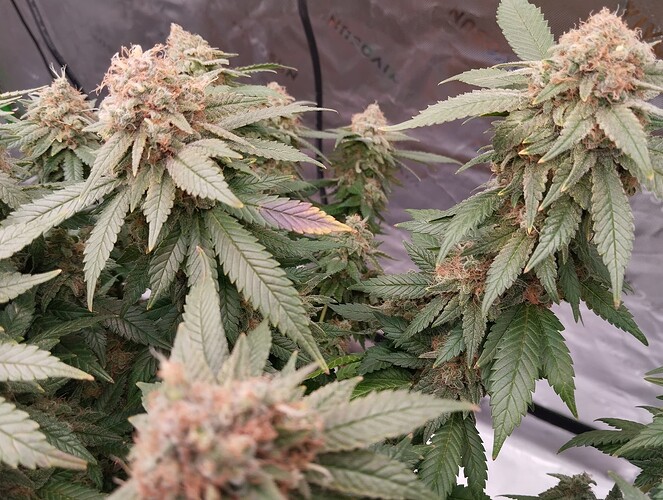 Growreport Bild 4