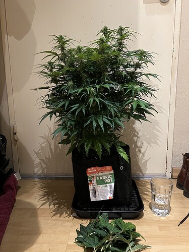 Growreport Bild 11