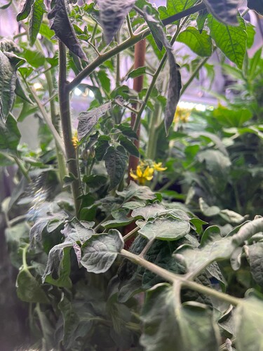 Growreport Bild 2