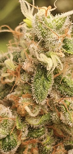 Growreport Bild 3