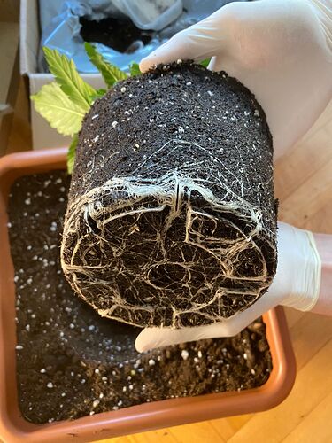 Growreport Bild 2
