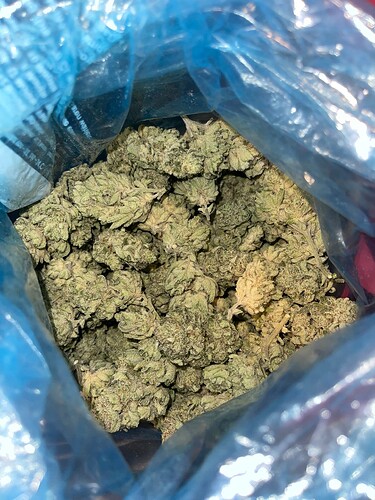 Growreport Bild 59