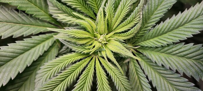 Growreport Bild 3
