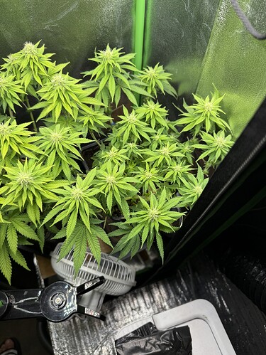 Growreport Bild 37