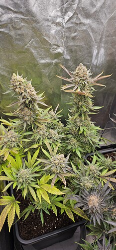 Growreport Bild 25