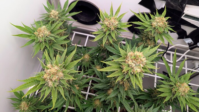 Growreport Bild 34