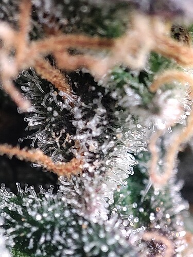 Growreport Bild 39