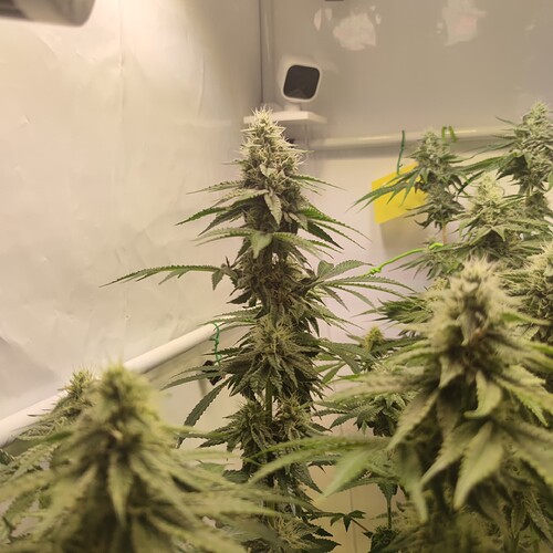 Growreport Bild 7