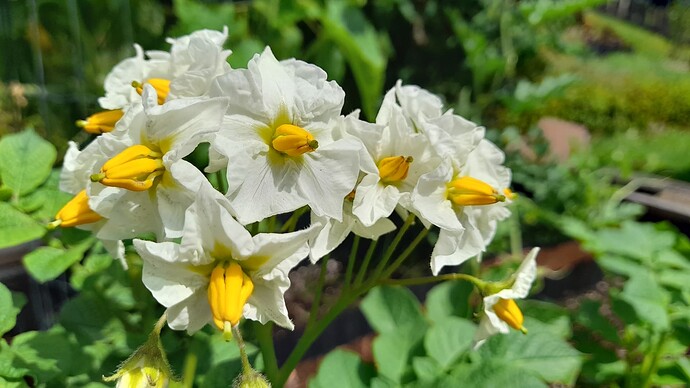 Growreport Bild 33