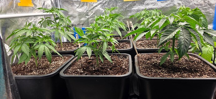 Growreport Bild 4