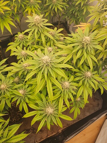 Growreport Bild 8