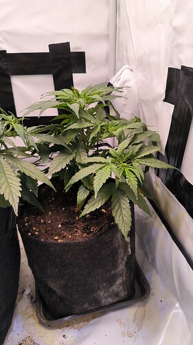 Growreport Bild 32