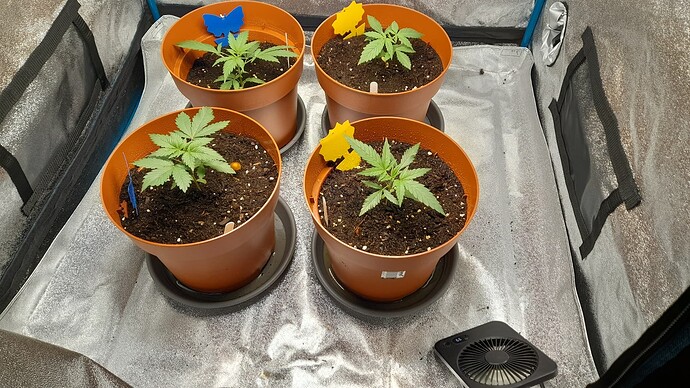 Growreport Bild 6