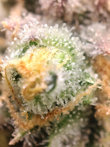 Growreport Bild 36