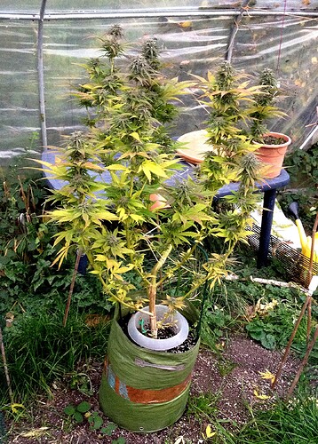Growreport Bild 1