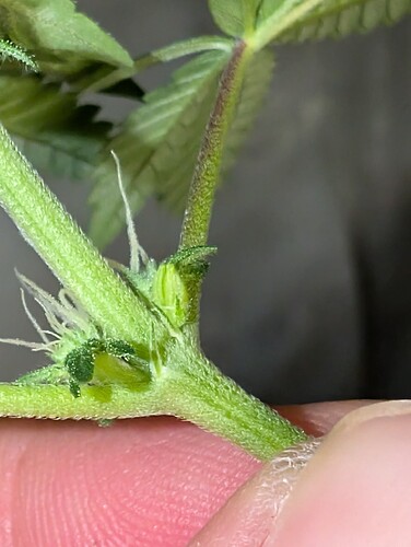 Growreport Bild 4