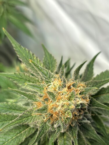 Growreport Bild 9
