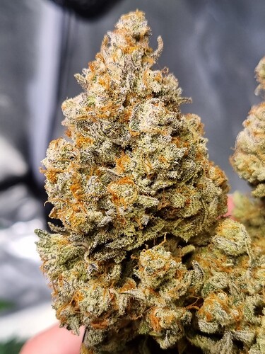 Growreport Bild 19