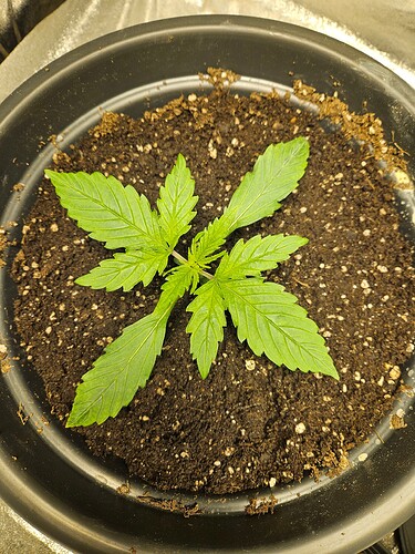 Growreport Bild 19