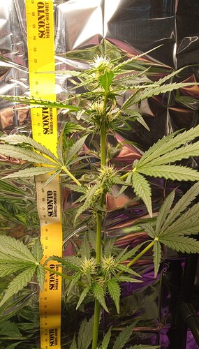 Growreport Bild 4