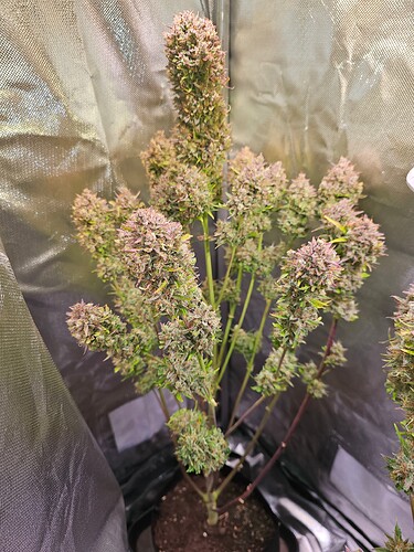 Growreport Bild 6