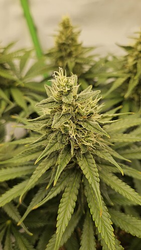 Growreport Bild 1