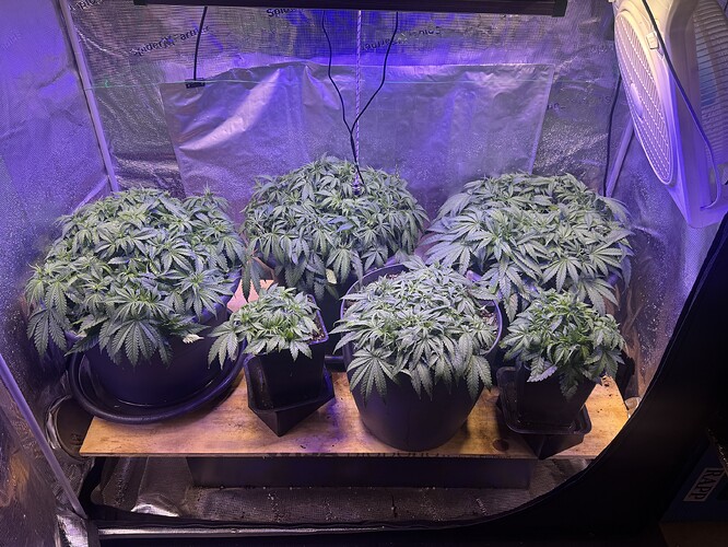 Growreport Bild 106