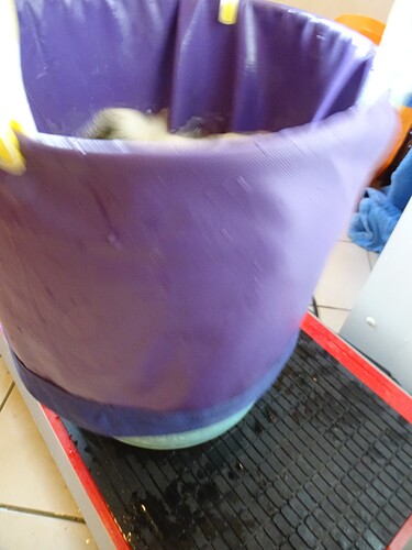 Growreport Bild 32