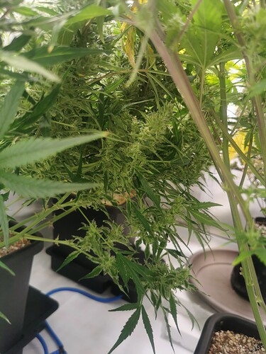 Growreport Bild 6