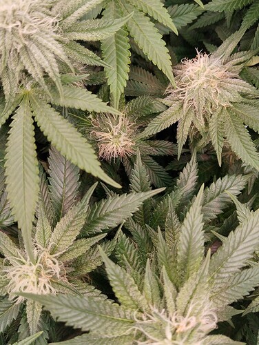 IMG_20250210_180140 - Kopie