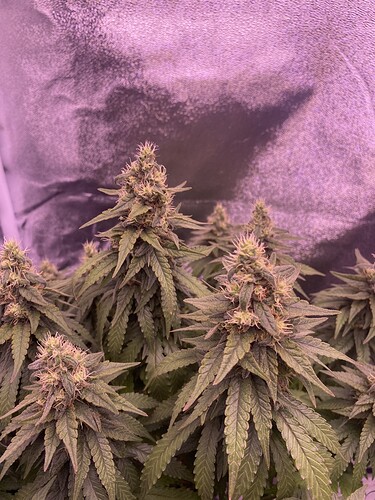 Growreport Bild 1