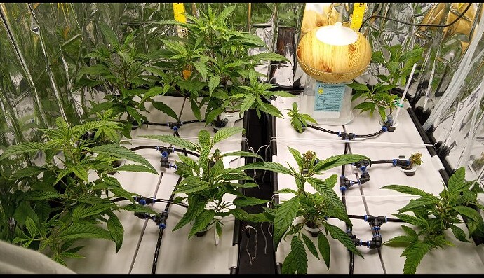 Screenshot_20250323_123947