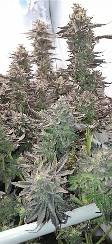 Growreport Bild 6