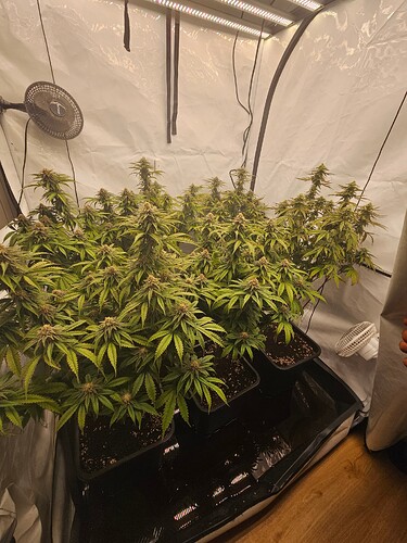 Growreport Bild 1