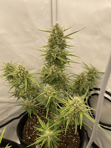 Growreport Bild 5