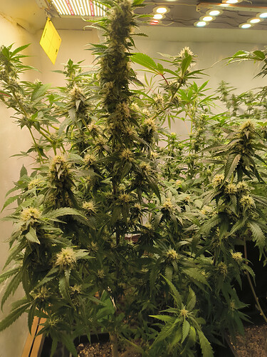 Growreport Bild 7
