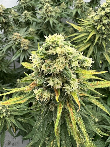 Growreport Bild 5