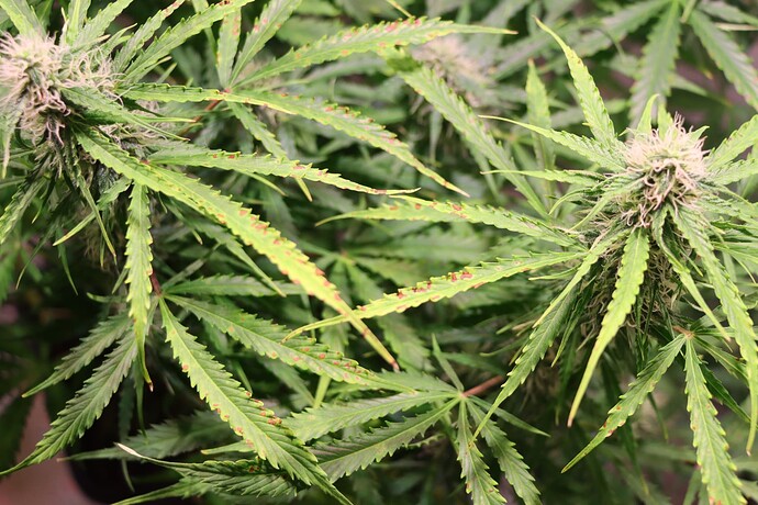 Growreport Bild 3