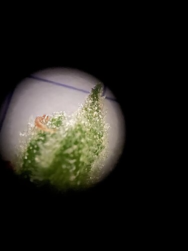 Growreport Bild 3