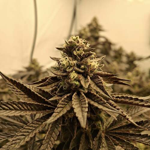 480105403_122169888434293599_8168575117049175292_n