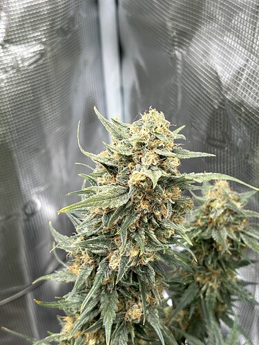 Growreport Bild 28
