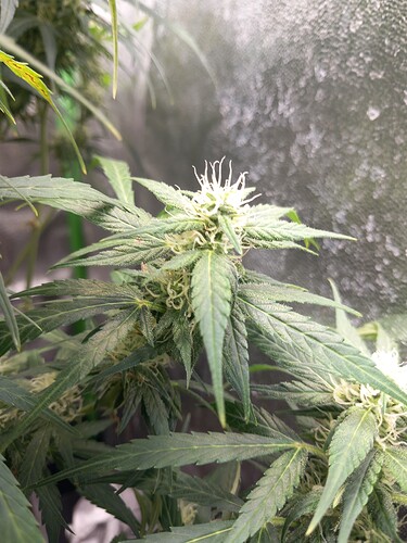 Growreport Bild 5