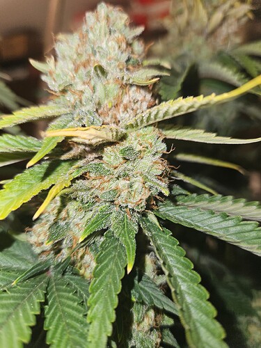 Growreport Bild 7