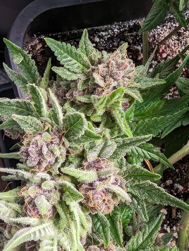 Growreport Bild 8